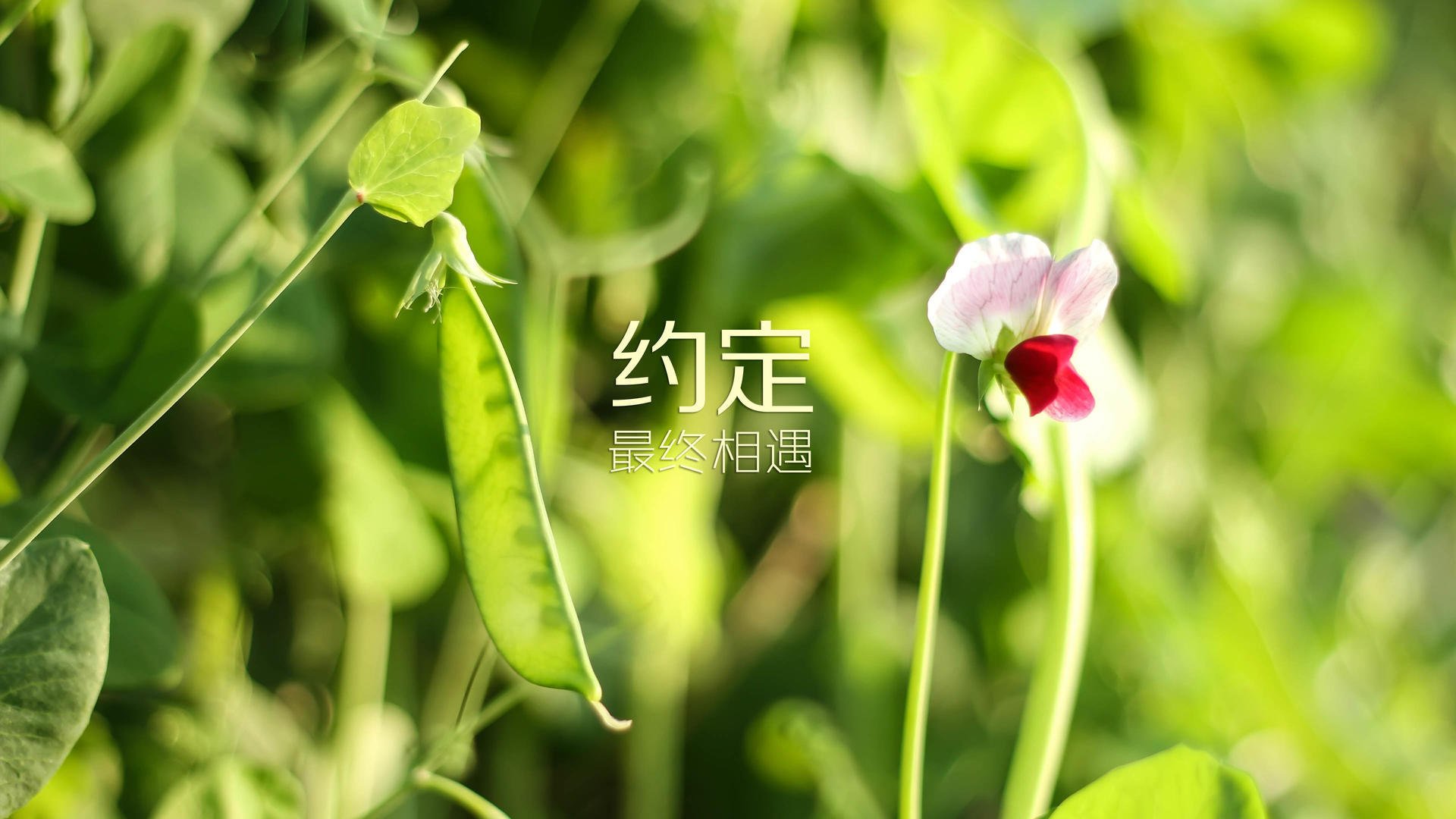 尤尼克斯力拼对手，季后赛希望未灭，尤尼克斯 2021