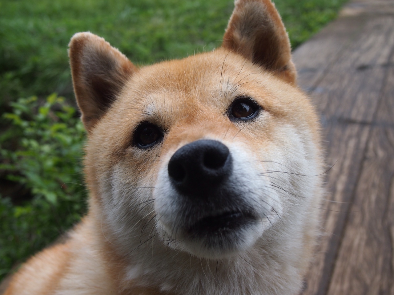 汤普森仍未复出，勇士苦于外线射手短缺，勇士汤普森去哪儿了