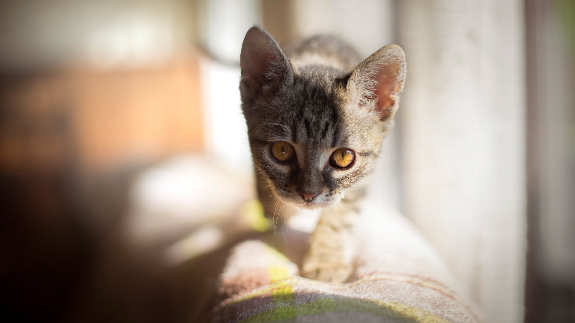 爱游戏app-美洲杯逆转战：悬念不断，精彩纷呈，美洲杯!